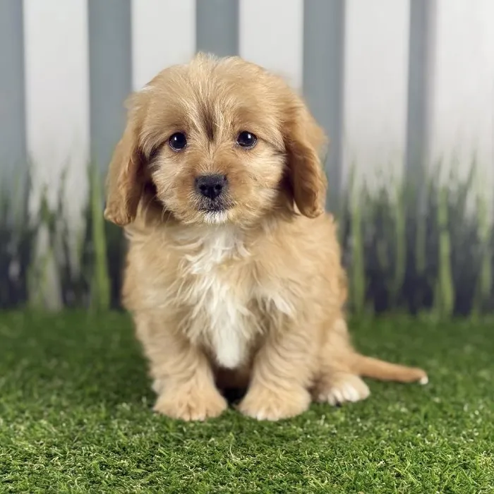 Female Cavapoo Puppy for Sale in Indianapolis, IN