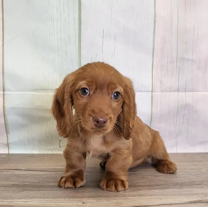 Female Miniature Dachshund Puppy for Sale in Schererville, IN