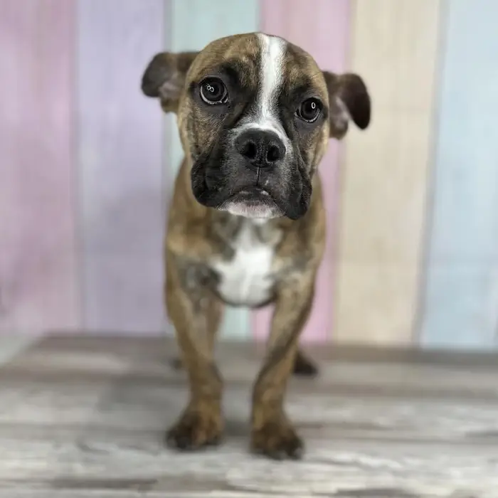 Male Boston Bulldog Puppy for Sale in Indianapolis, IN