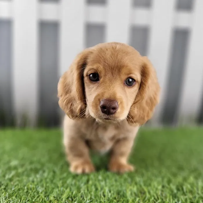 Male Miniature Dachshund Puppy for Sale in Schererville, IN