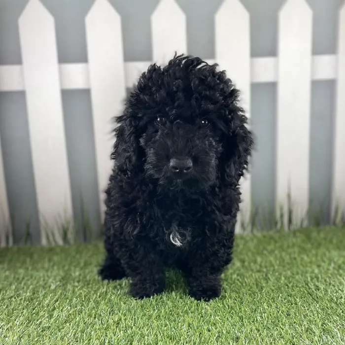 Male Miniature Goldendoodle Puppy for Sale in Schererville, IN