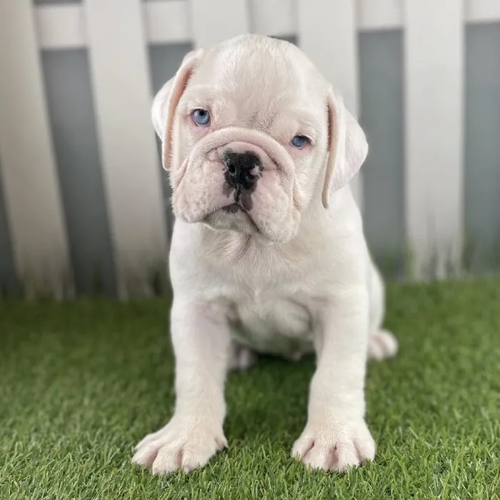 Female Victorian Bulldog Puppy for Sale in Schererville, IN