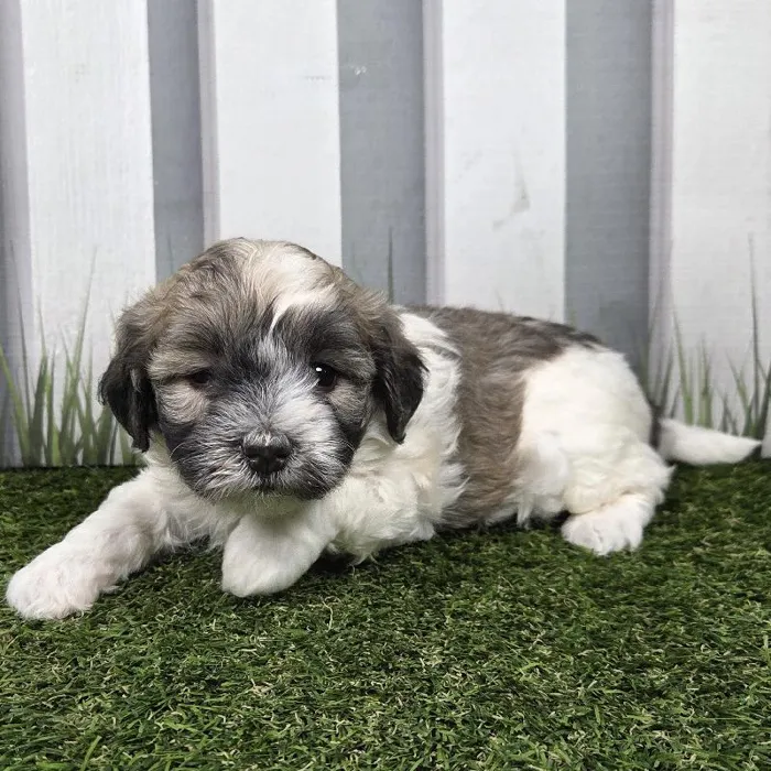 Female Coton De Tulear Puppy for Sale in Schererville, IN