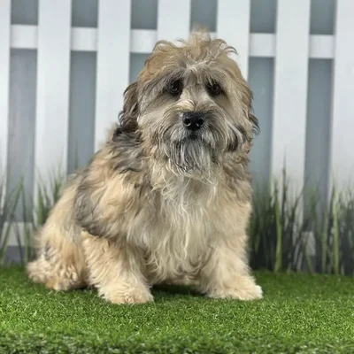 Female Miniature Whoodle Puppy for Sale in Schererville, IN