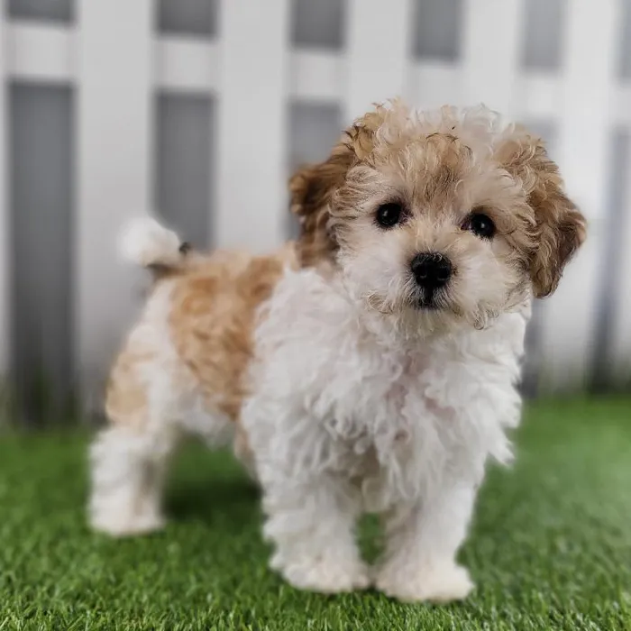 Female Coton-Poo Puppy for Sale in Schererville, IN