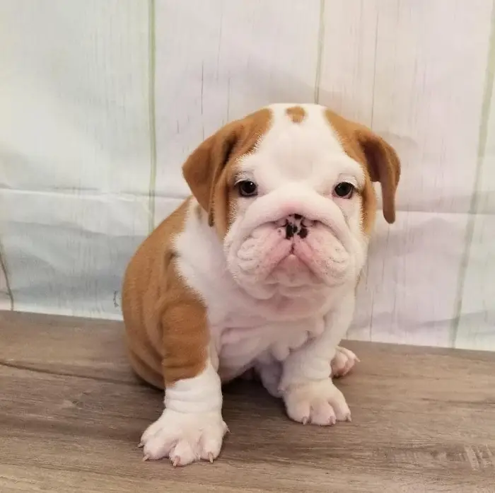 Male English Bulldog Puppy for Sale in Schererville, IN
