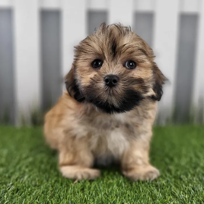 Male Lhasa Apso Puppy for Sale in Schererville, IN