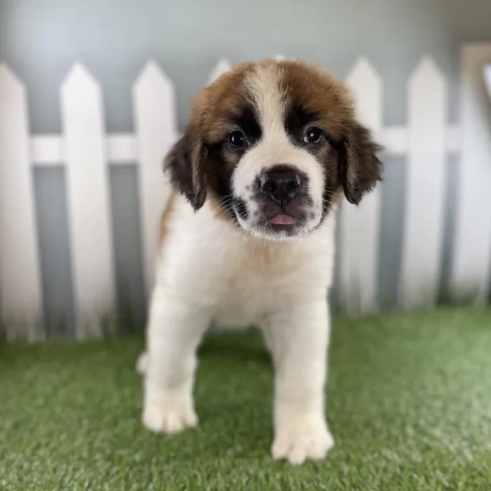 Male Saint Bernard Puppy for Sale in Schererville, IN