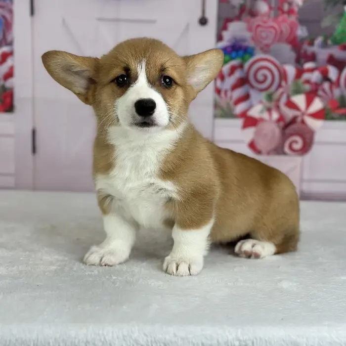 Female Pembroke Welsh Corgi Puppy for Sale in Indianapolis, IN