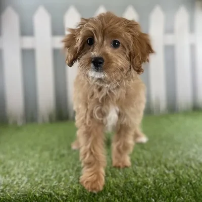 Female Cavapoo Puppy for Sale in Schererville, IN