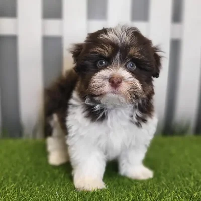 Male Havanese Puppy for Sale in Schererville, IN