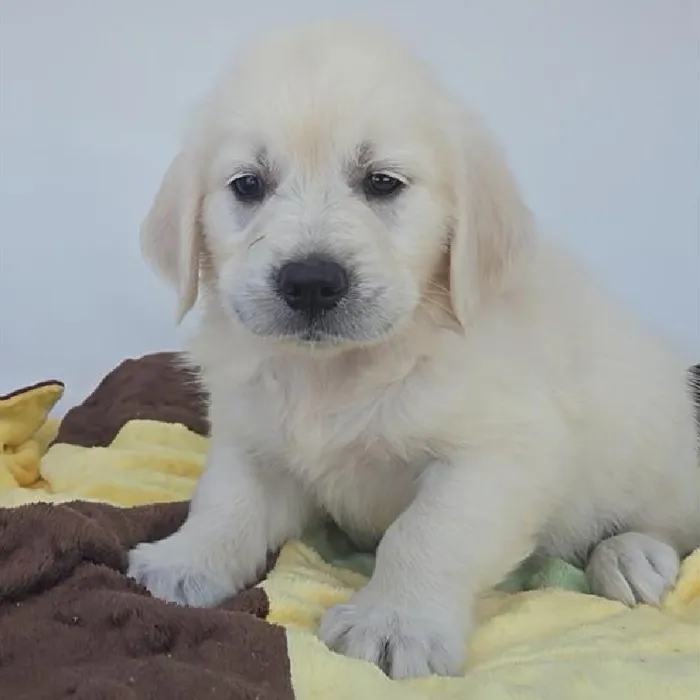 Male Golden Retriever Puppy for Sale in Schererville, IN