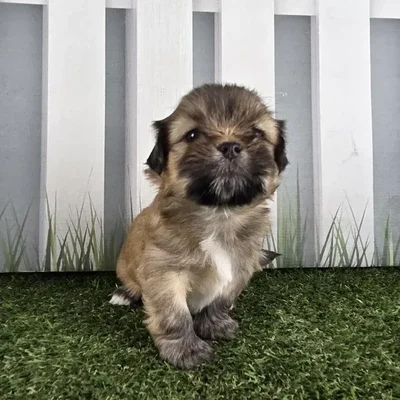 Male Lhasa Apso Puppy for Sale in Schererville, IN