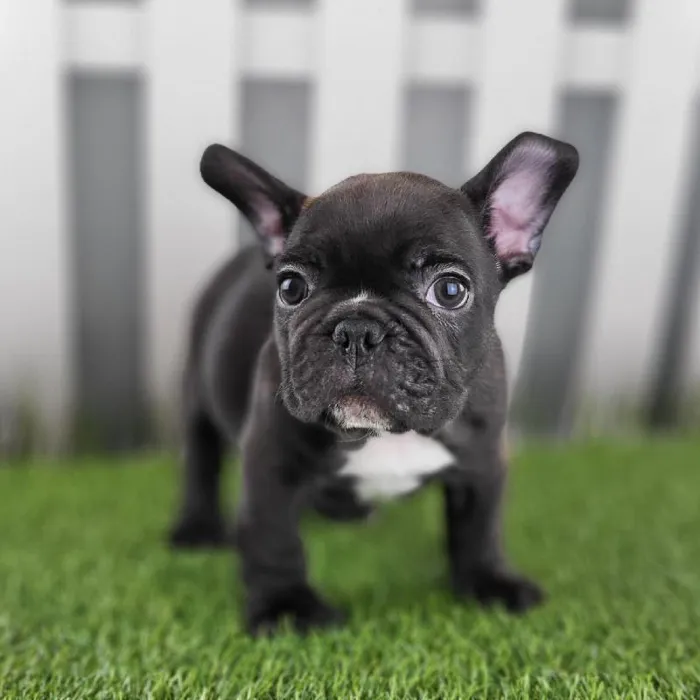 Male French Bulldog Puppy for Sale in Schererville, IN