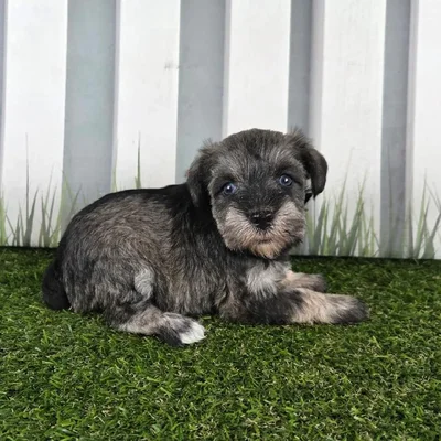 Female Miniature Schnauzer Puppy for Sale in Schererville, IN