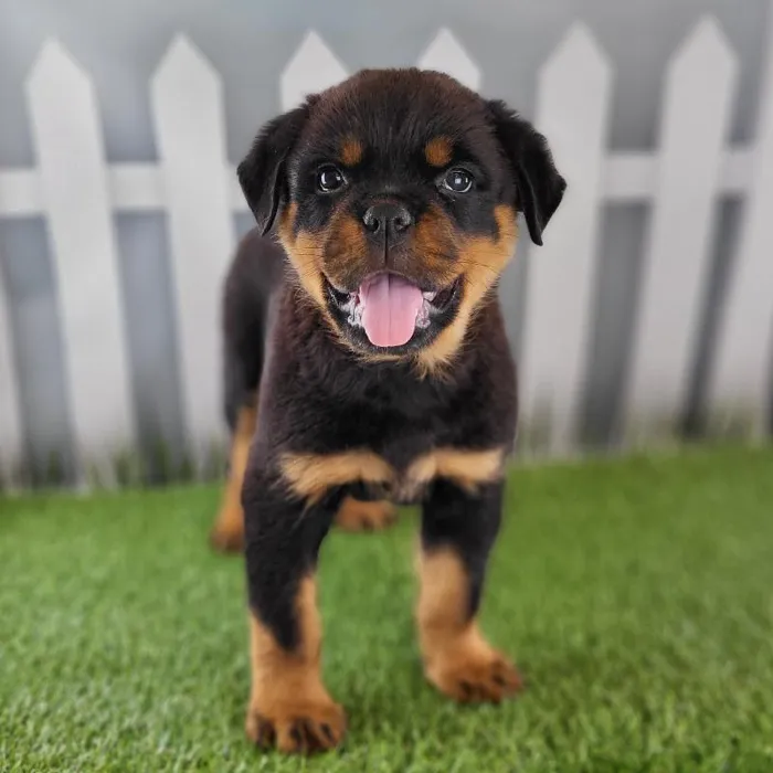 Male Rottweiler Puppy for Sale in Schererville, IN