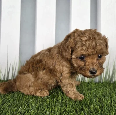 Female Cavapoo Puppy for Sale in Schererville, IN