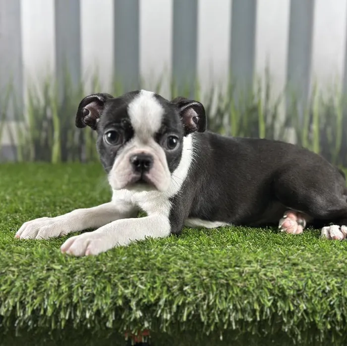 Female Boston Terrier Puppy for Sale in Schererville, IN