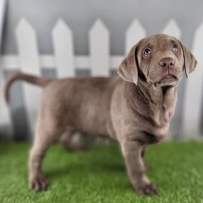 Male Labrador Retriever Puppy for Sale in Schererville, IN