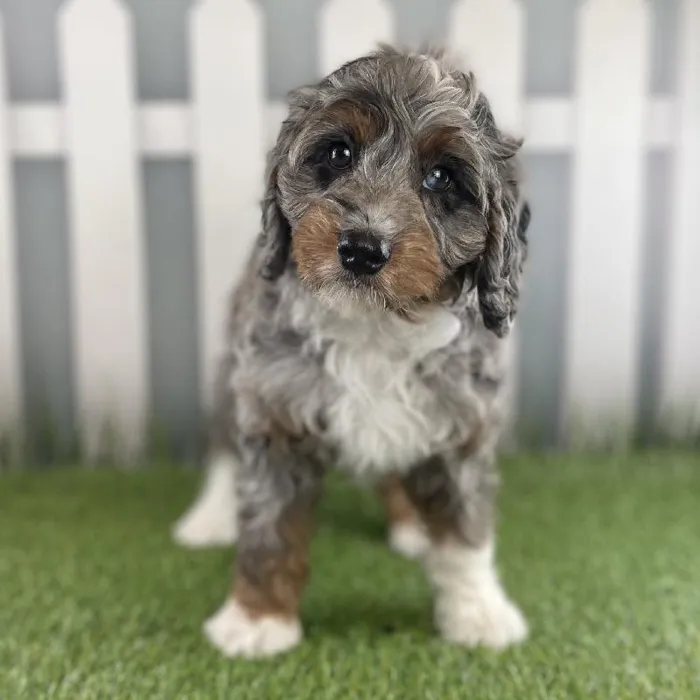 Male Miniature Bernedoodle Puppy for Sale in Schererville, IN