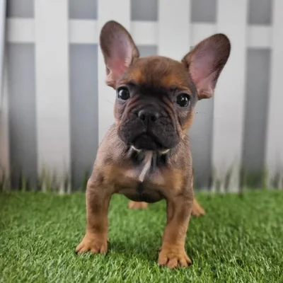 Male French Bulldog Puppy for Sale in Schererville, IN