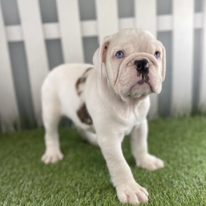 Female Victorian Bulldog Puppy for Sale in Schererville, IN