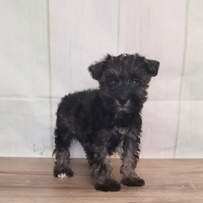Female Miniature Schnauzer Puppy for Sale in Schererville, IN