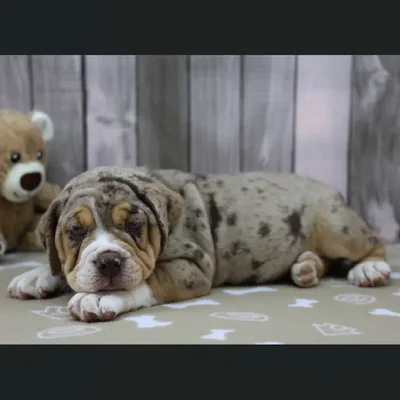 Female Beabull Puppy for Sale in Schererville, IN