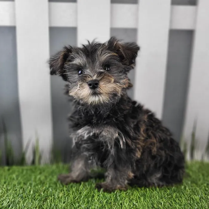 Male Schnorkie Puppy for Sale in Schererville, IN