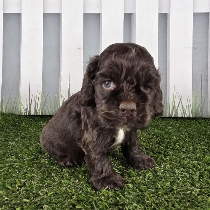 Male Cocker Spaniel Puppy for Sale in Schererville, IN