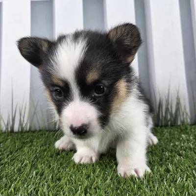 Male Pembroke Welsh Corgi Puppy for Sale in Schererville, IN