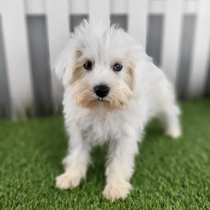 Female Miniature Schnauzer Puppy for Sale in Schererville, IN