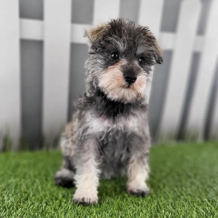 Female Miniature Schnauzer Puppy for Sale in Schererville, IN