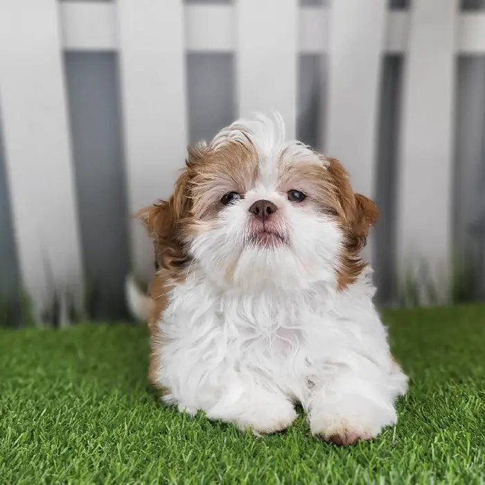 Male Shih Tzu Puppy for Sale in Schererville, IN