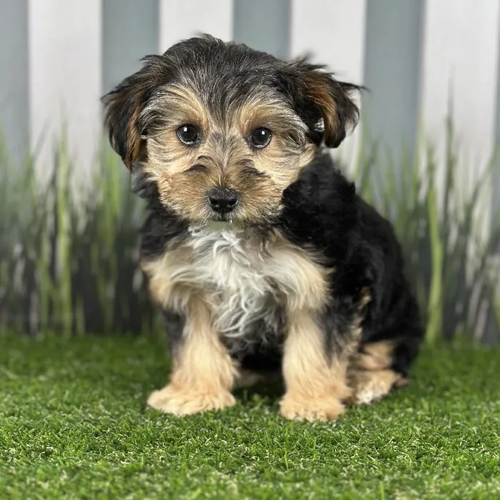 Female Yorkie-Poo Puppy for Sale in Schererville, IN