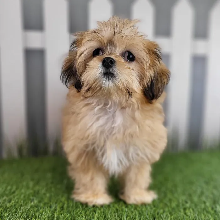 Female Lhasa Apso Puppy for Sale in Schererville, IN