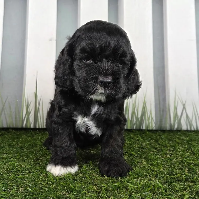 Male Cocker Spaniel Puppy for Sale in Schererville, IN