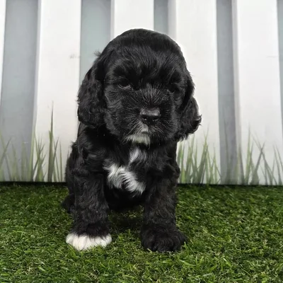 Male Cocker Spaniel Puppy for Sale in Schererville, IN