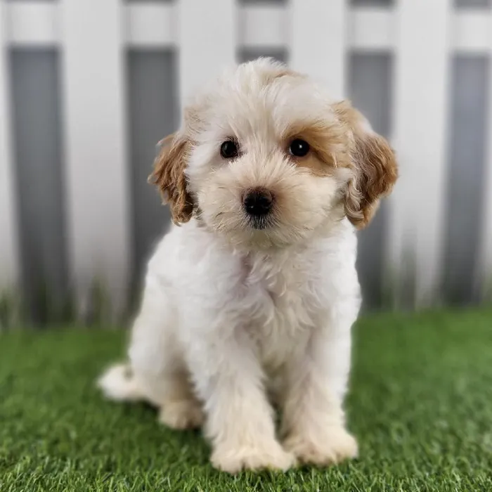 Female Toy Goldendoodle Puppy for Sale in Schererville, IN