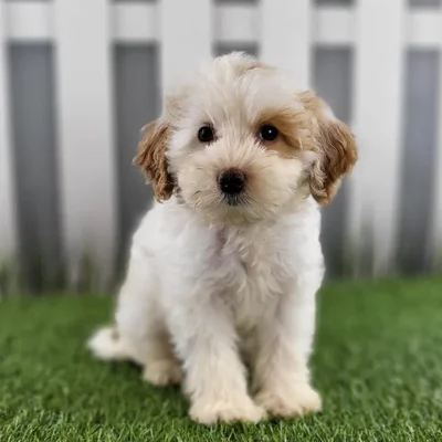 Female Toy Goldendoodle Puppy for Sale in Schererville, IN