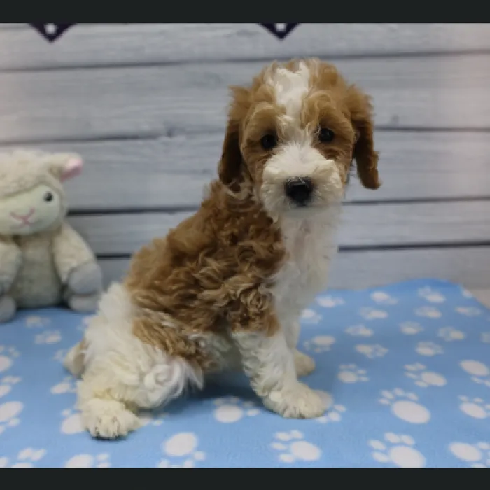 Female Miniature Goldendoodle Puppy for Sale in Schererville, IN
