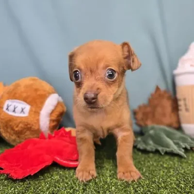 Female Chiweenie Puppy for Sale in Schererville, IN
