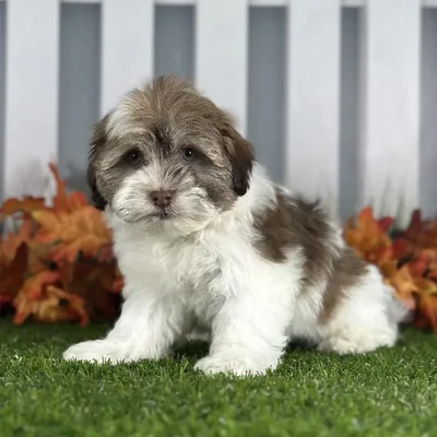 Female Havanese Puppy for Sale in Indianapolis, IN