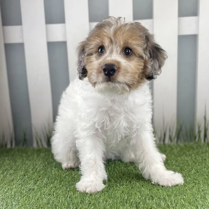 Male Miniature Aussiedoodle Puppy for Sale in Schererville, IN