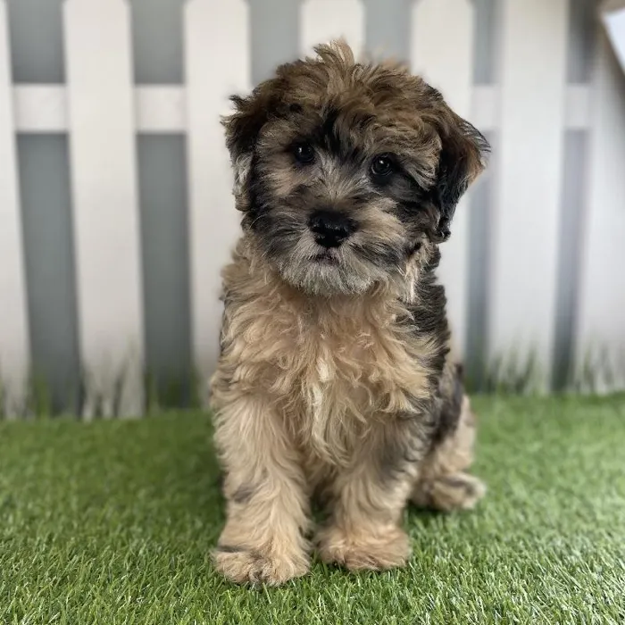 Male Miniature Whoodle Puppy for Sale in Schererville, IN