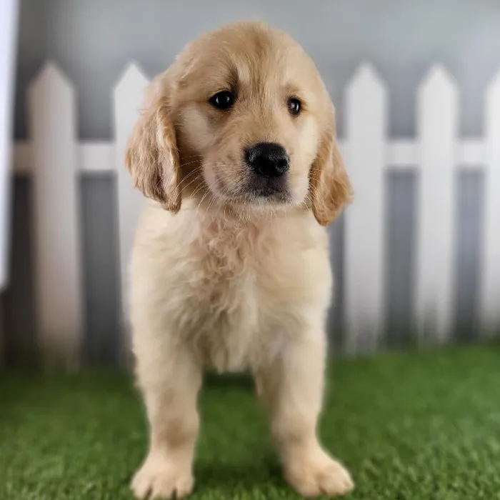 Male Golden Retriever Puppy for Sale in Schererville, IN