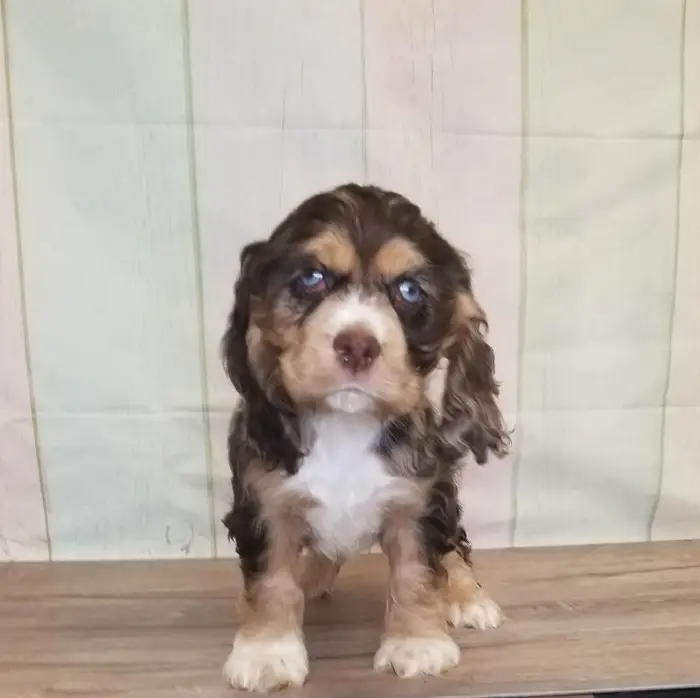 Female Cocker Spaniel Puppy for Sale in Schererville, IN