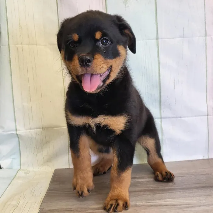 Female Rottweiler Puppy for Sale in Indianapolis, IN
