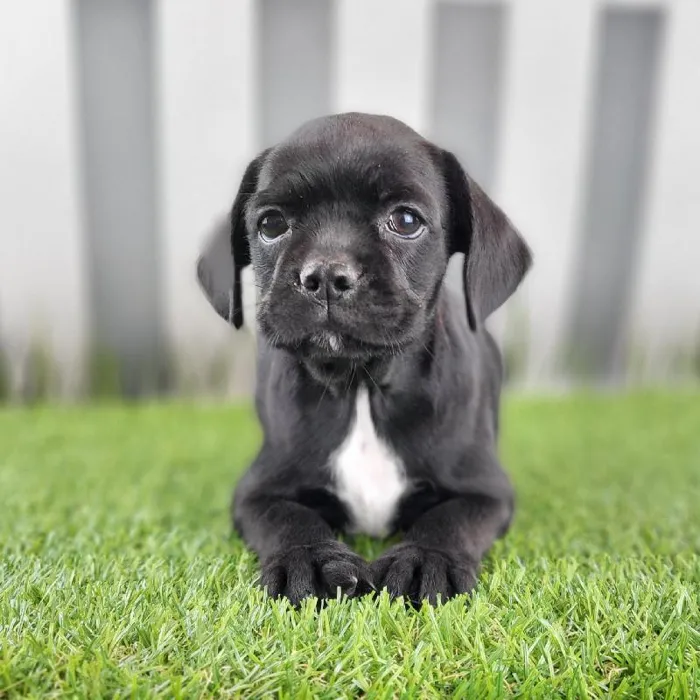 Female Boston Spaniel Puppy for Sale in Schererville, IN