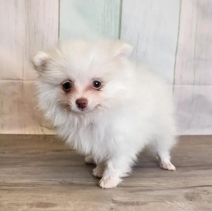 Male Pomeranian Puppy for Sale in Schererville, IN